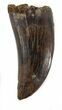 Bargain Tyrannosaur Tooth - Montana #37544-1